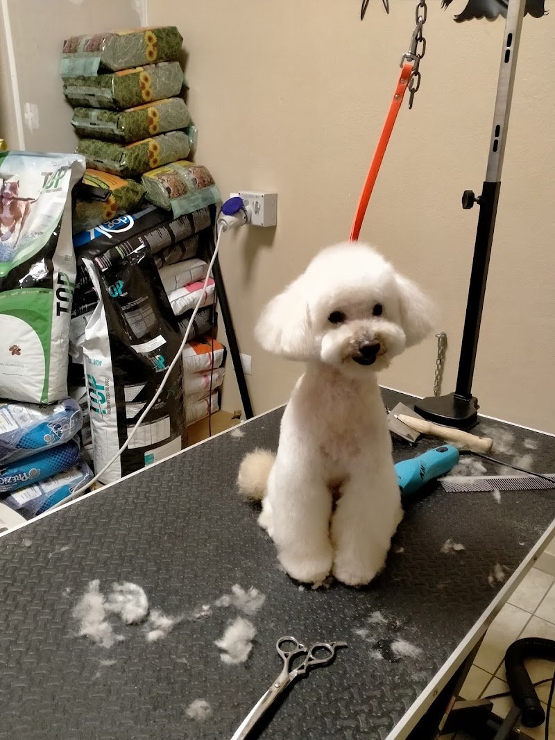 Qua la Zampa Di Greco Mariangela - Foto 4