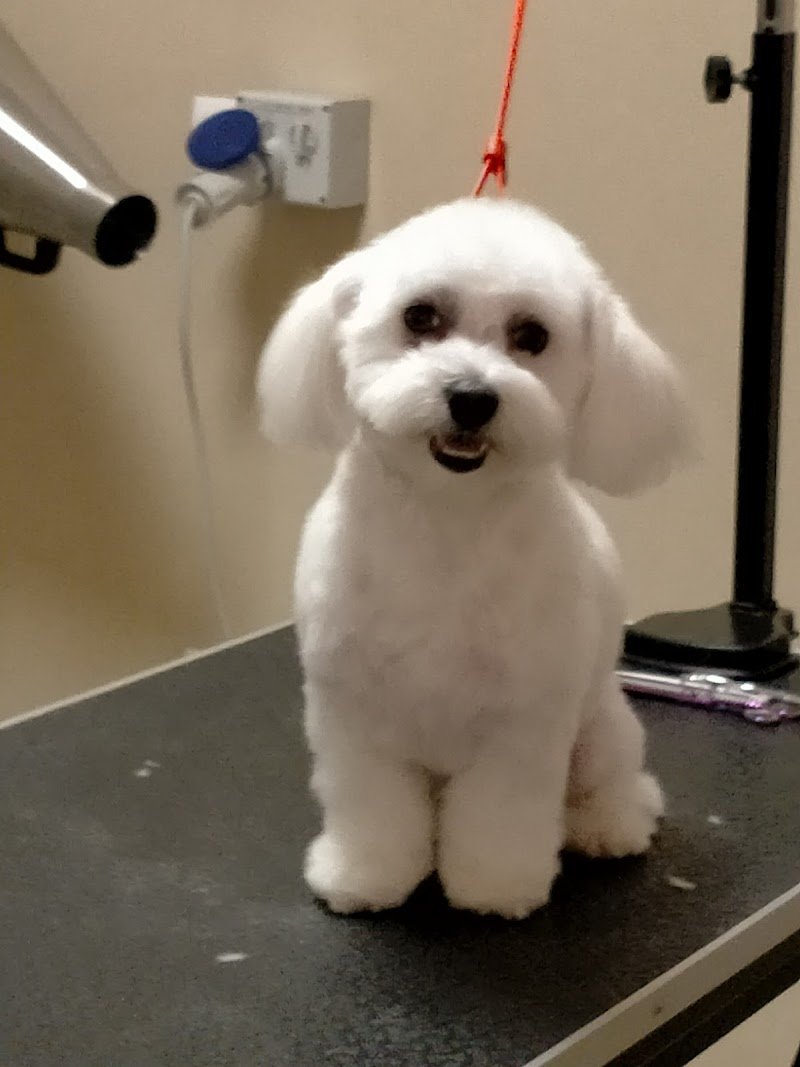 Qua la Zampa Di Greco Mariangela - Foto 1