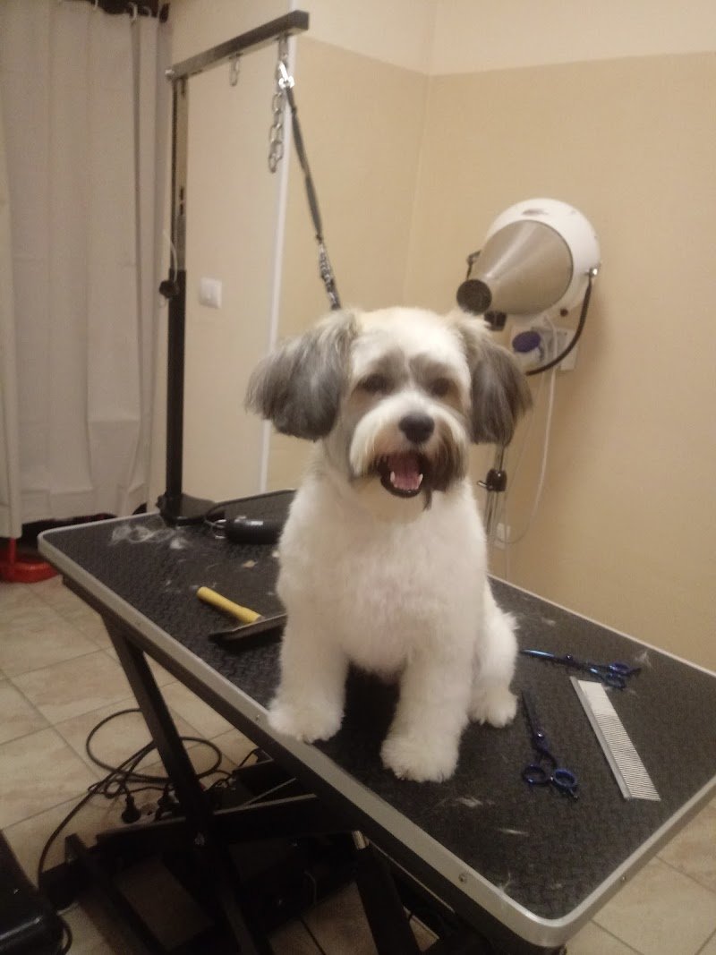 Qua la Zampa Di Greco Mariangela - Foto 2