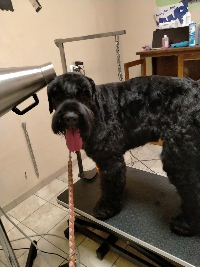 Qua la Zampa Di Greco Mariangela - Foto 3