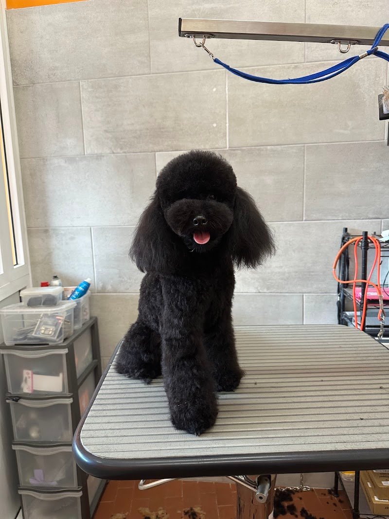 Qua la zampa di Luca Meloni - Foto 4