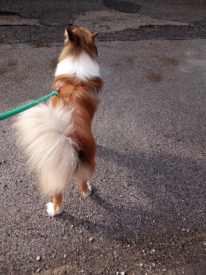 Qua La Zampa Di Mariani Sara - Foto 1