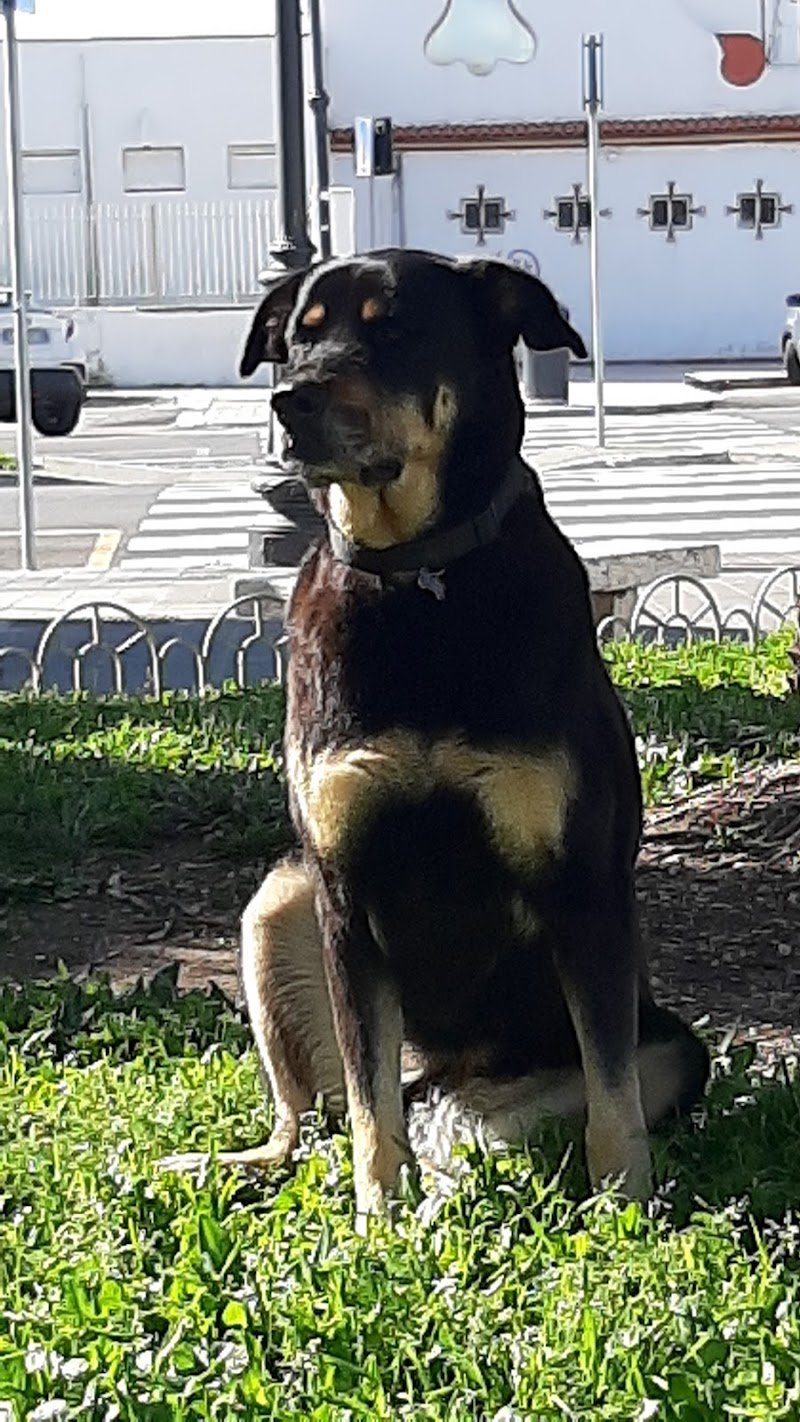 Qua La Zampa Di Mariani Sara - Foto 2