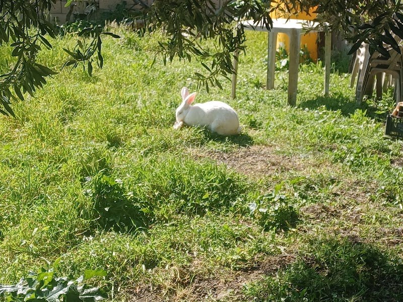 Qua La Zampa Di Mariani Sara - Foto 3