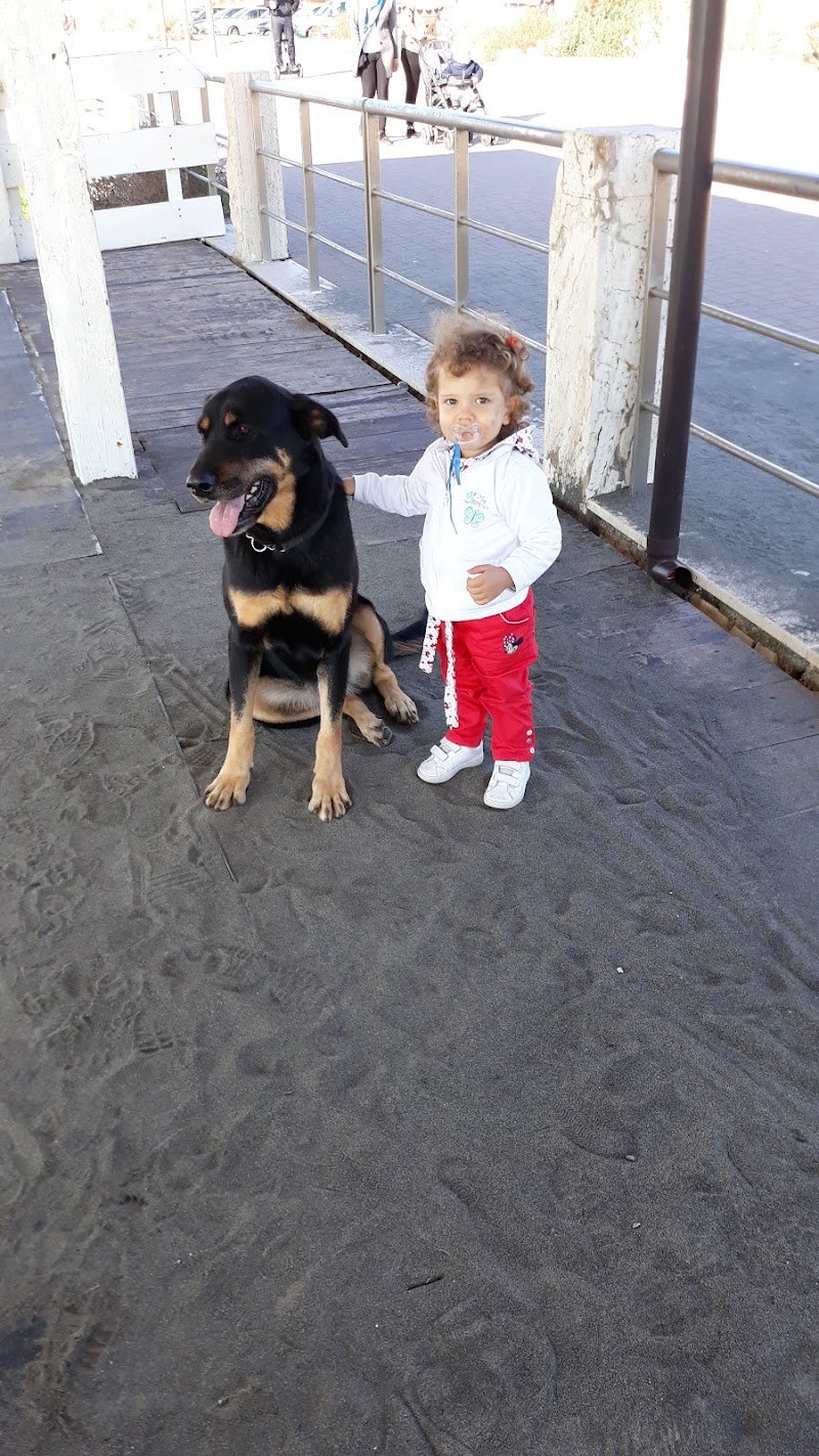 Qua La Zampa Di Mariani Sara - Foto 4