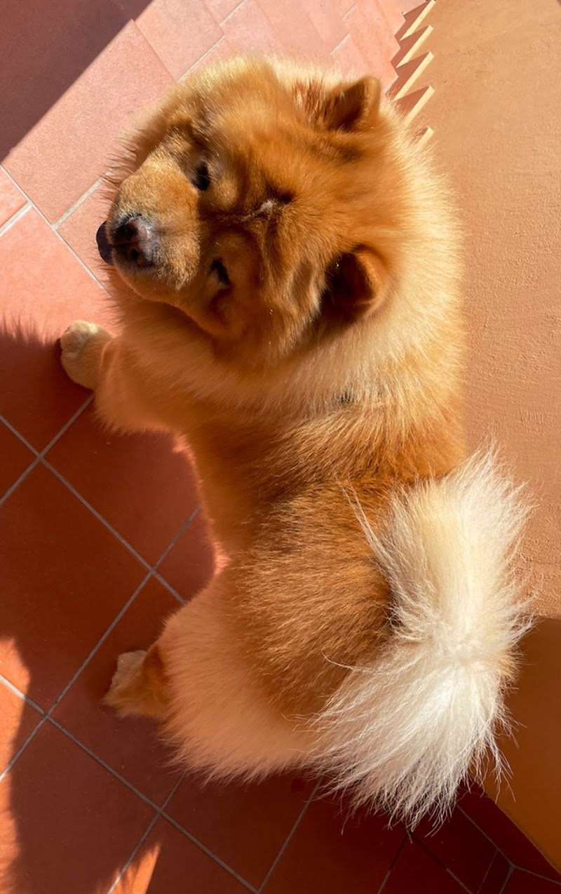 Qua La Zampa Di Mariani Sara - Foto 5