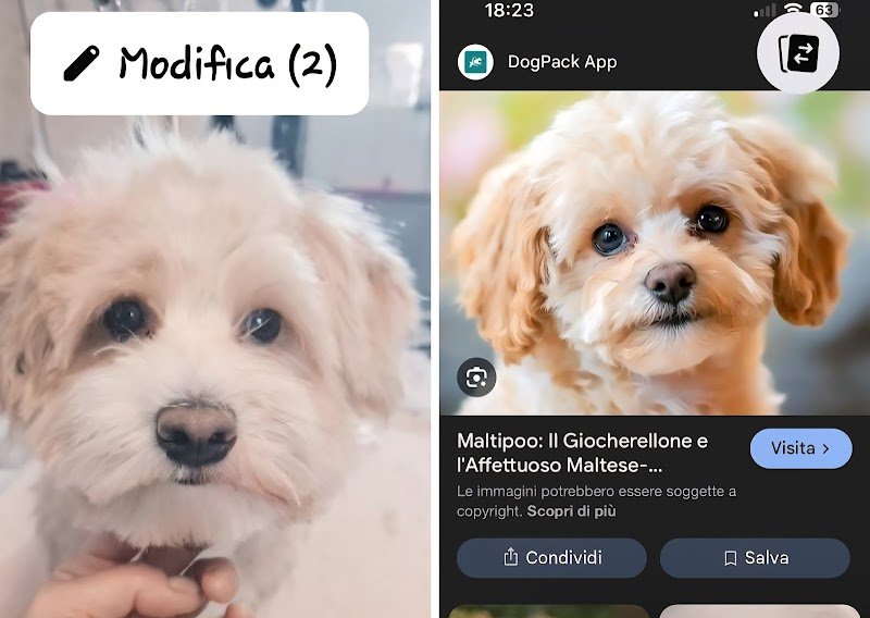 QUA LA ZAMPA, Foggia - Foto 2