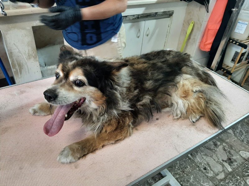 QUA LA ZAMPA, Foggia - Foto 3