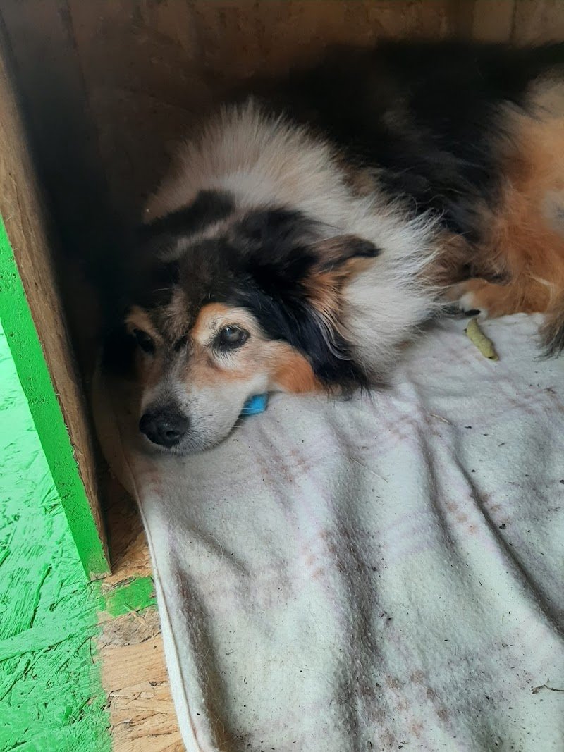 QUA LA ZAMPA, Foggia - Foto 5