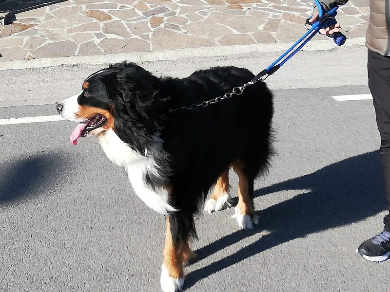 Qua La Zampa - Foto 5