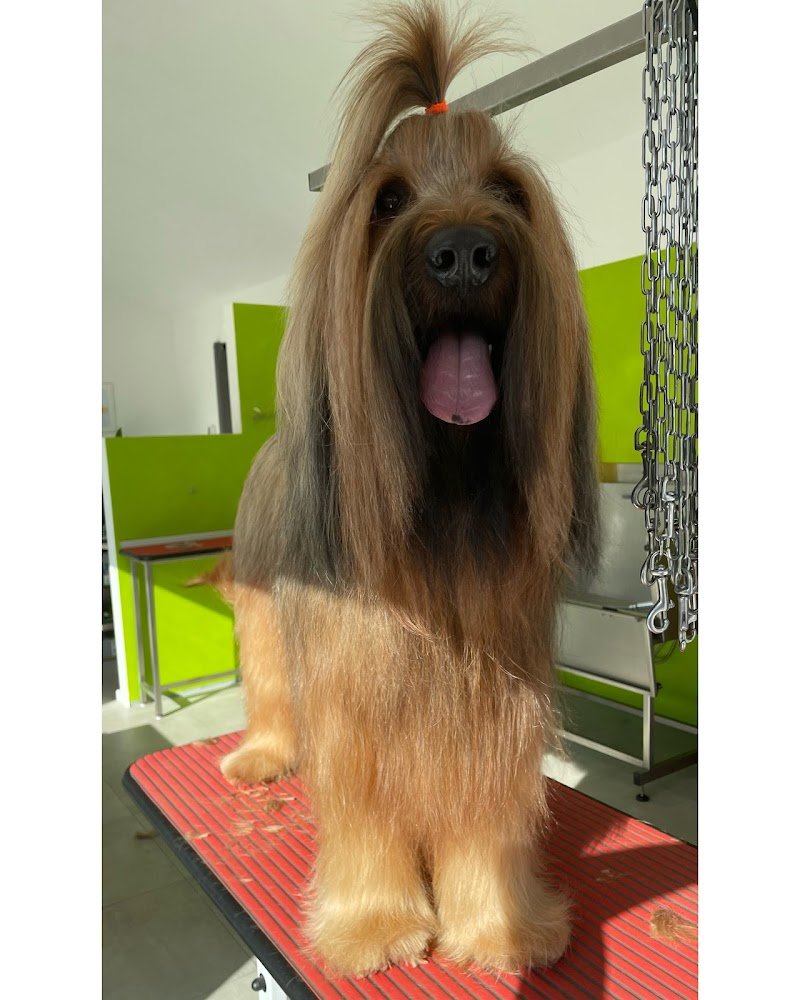 Qua la Zampa - Grooming Salon Cuneo - Foto 2