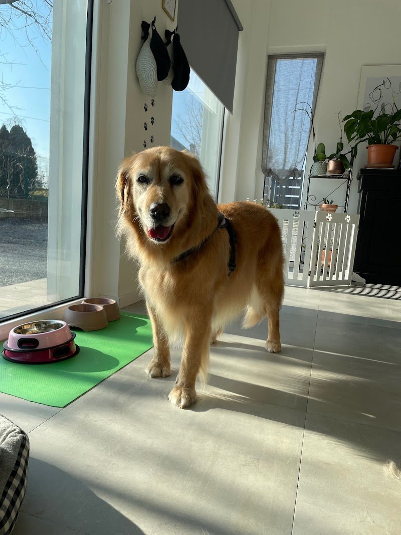 Qua la Zampa - Grooming Salon Cuneo - Foto 3