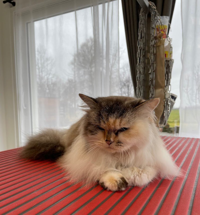 Qua la Zampa - Grooming Salon Cuneo - Foto 4