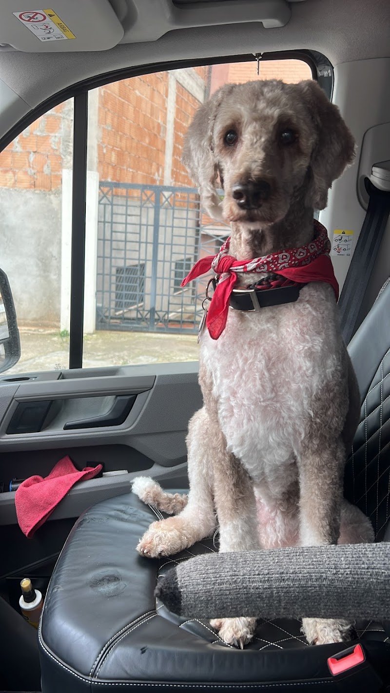 Qua La Zampa - Foto 5