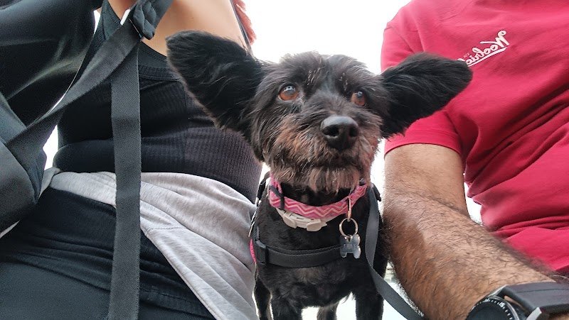 Qua La Zampa - Foto 6