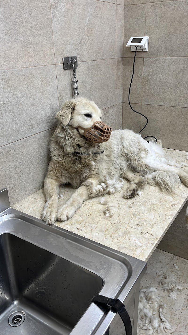 Qua la Zampa - Foto 2