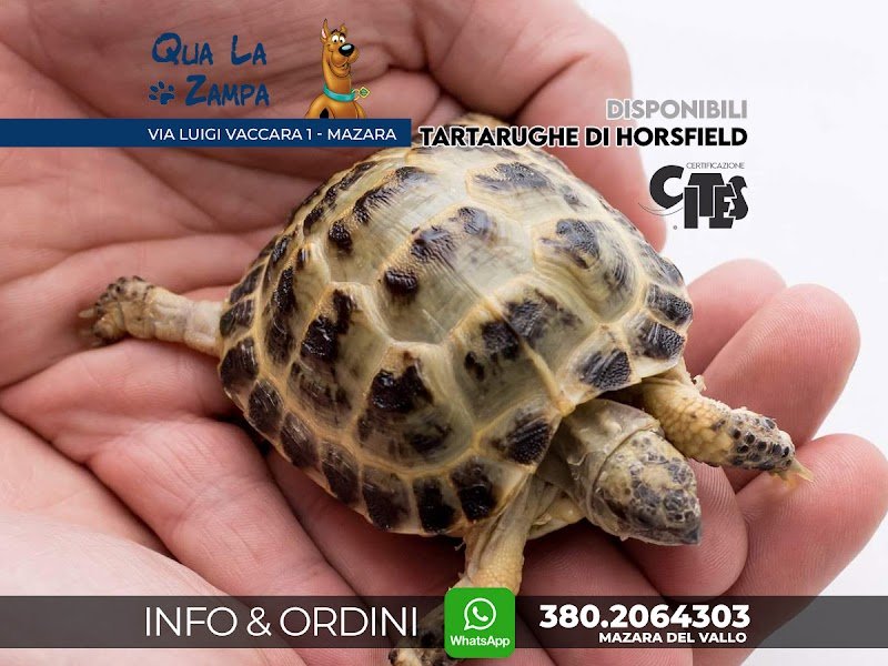 Qua la Zampa - Foto 3