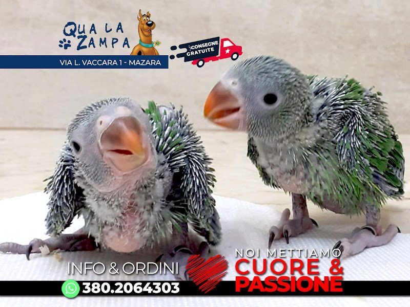 Qua la Zampa - Foto 5