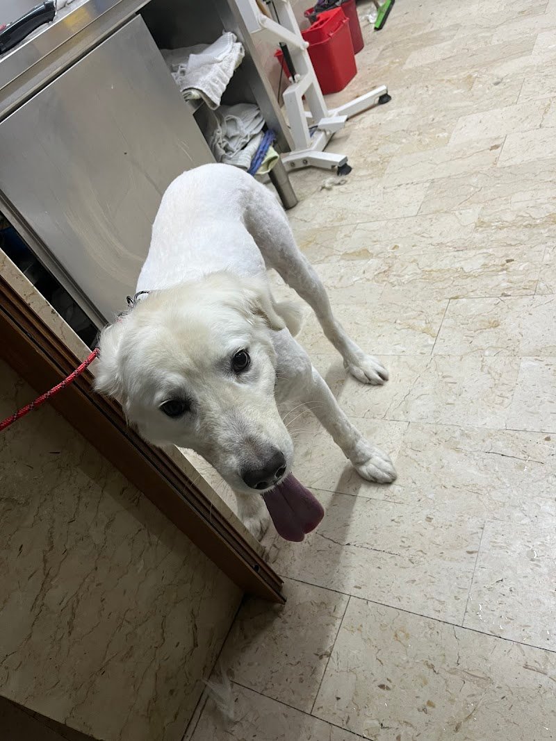 Qua la Zampa - Foto 6