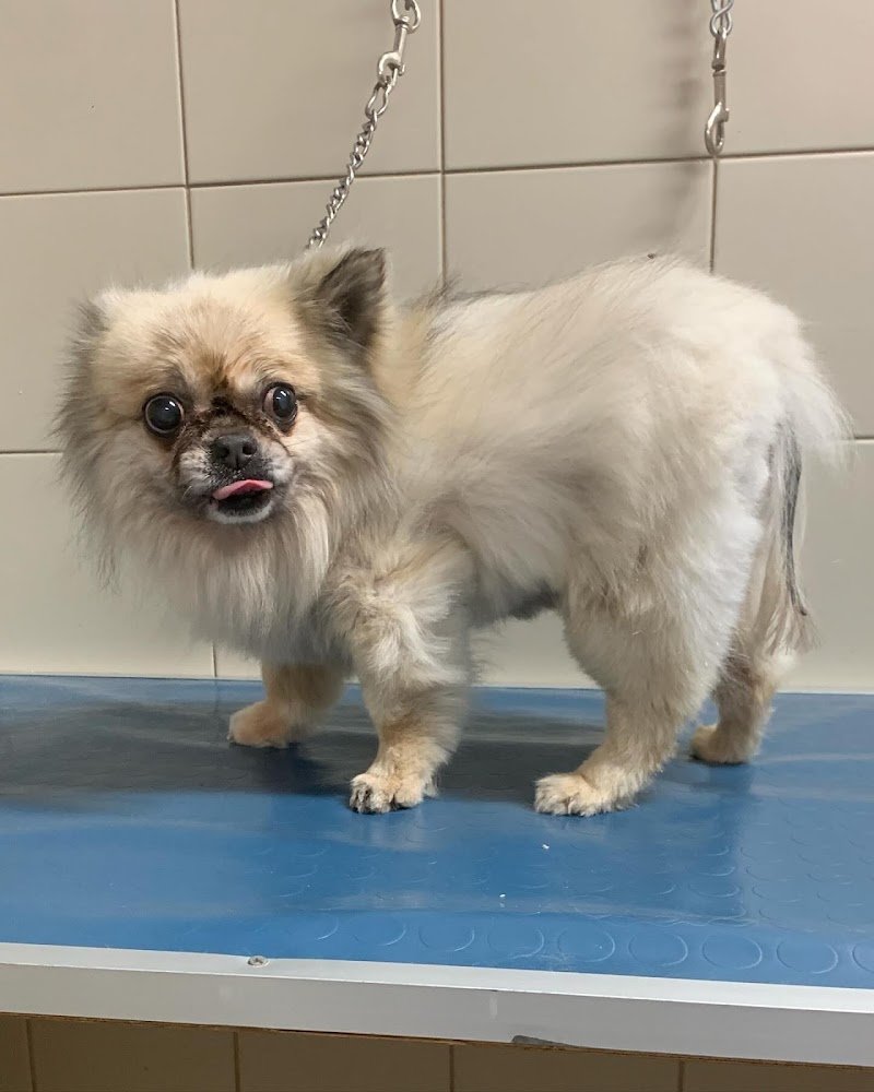 Qua la zampa Potenza - Foto 2