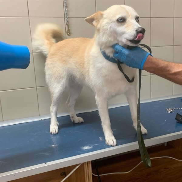 Qua la zampa Potenza - Foto 3