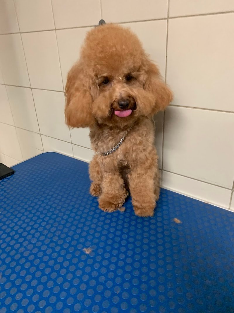 Qua la zampa Potenza - Foto 4