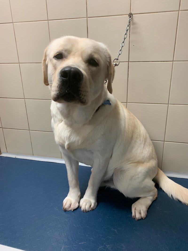 Qua la zampa Potenza - Foto 5