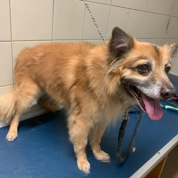 Qua la zampa Potenza - Foto 6