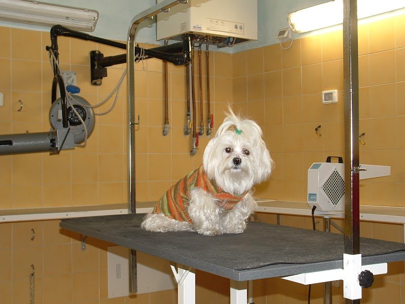 Qua La Zampa Snc - Foto 1