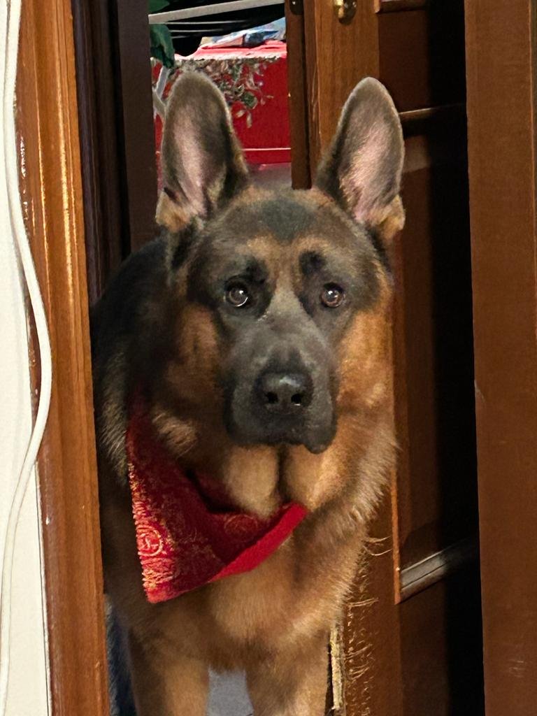 Qua La Zampa Snc - Foto 2