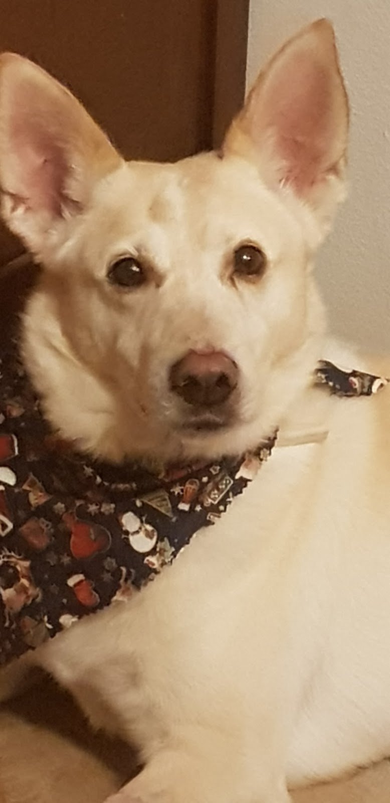 Qua La Zampa Snc - Foto 4