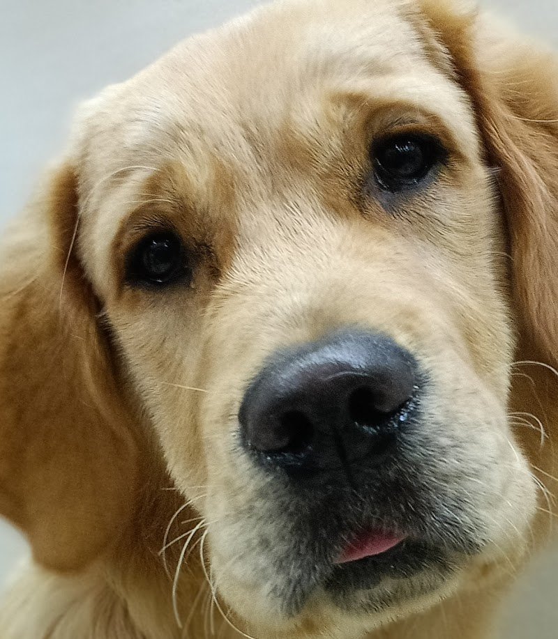 QUA LA ZAMPA SRL - Foto 5