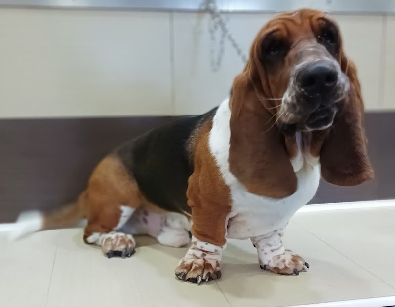 QUA LA ZAMPA SRL - Foto 6