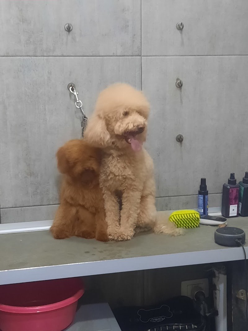 Qua la zampa toelettatura - Foto 1