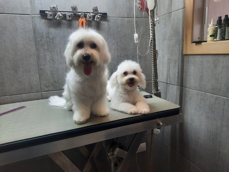 Qua la zampa toelettatura - Foto 2