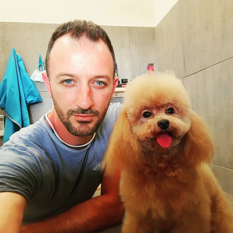 Qua la zampa toelettatura - Foto 3