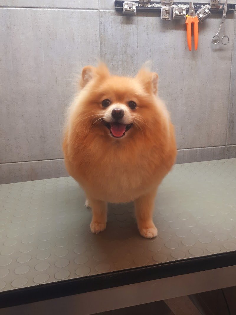 Qua la zampa toelettatura - Foto 4