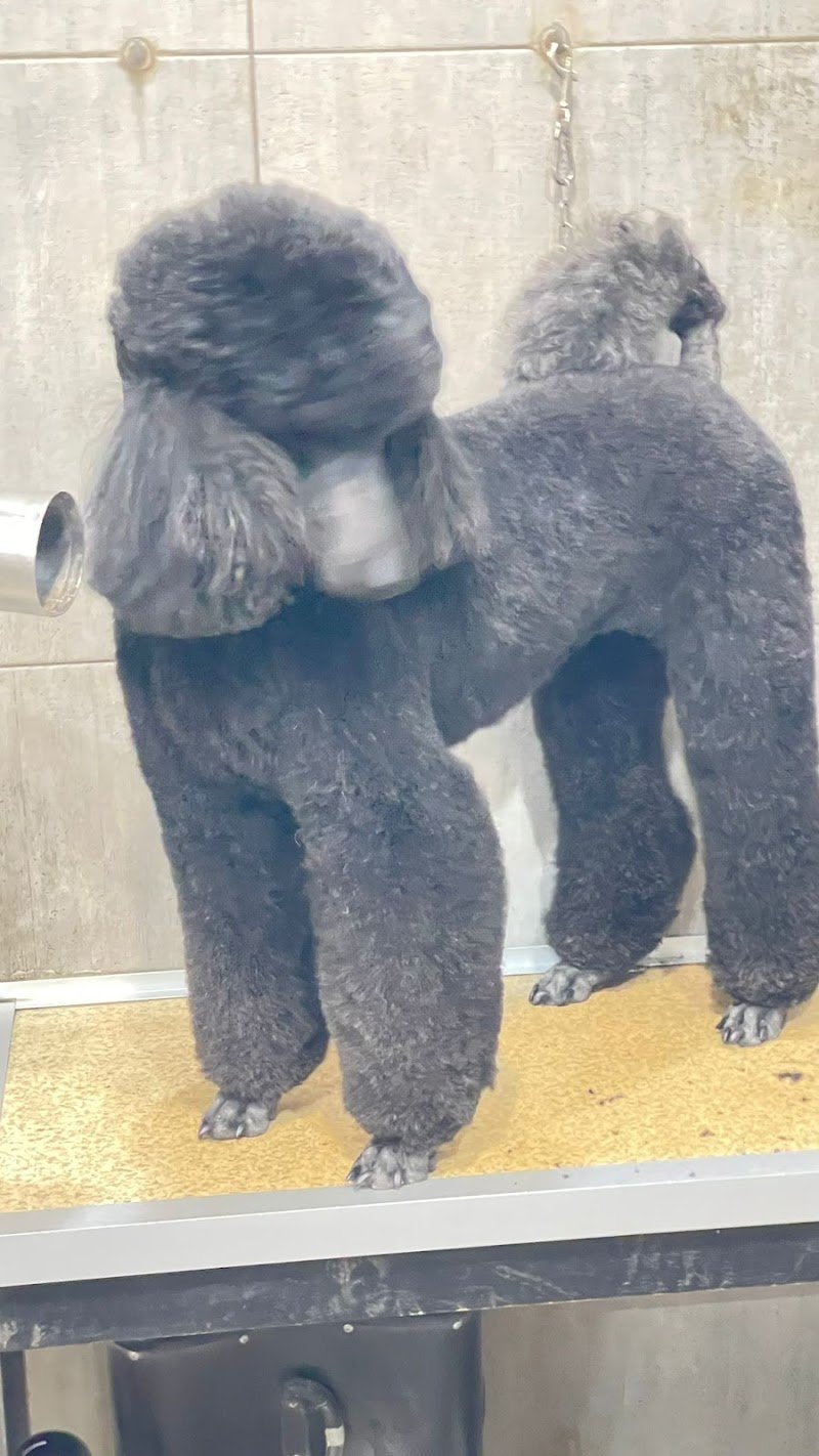 Qua la zampa toelettatura - Foto 5