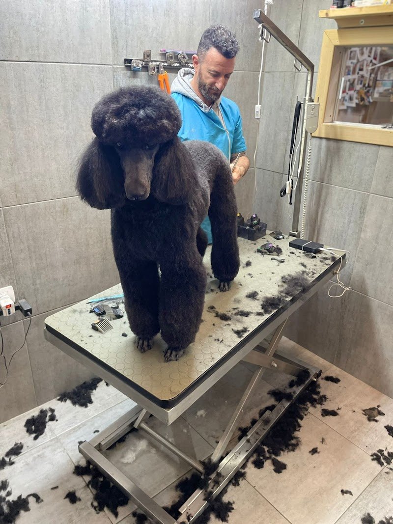 Qua la zampa toelettatura - Foto 6