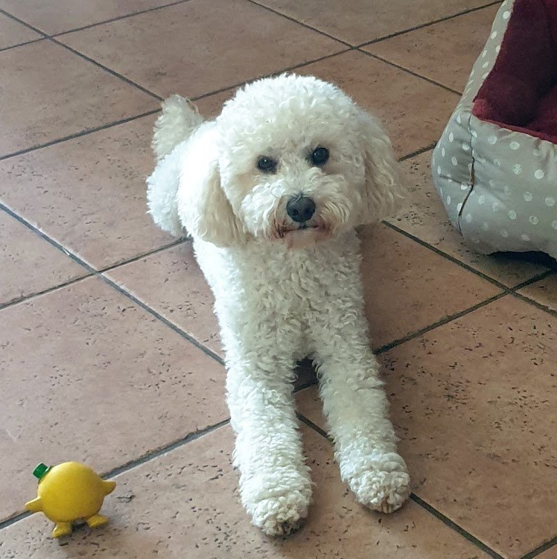 Qua la Zampa - Foto 1