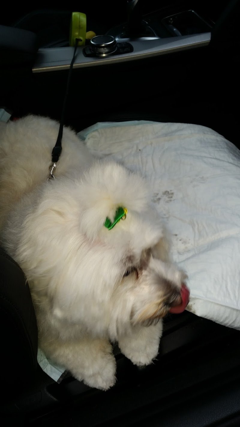 Qua la Zampa - Foto 2