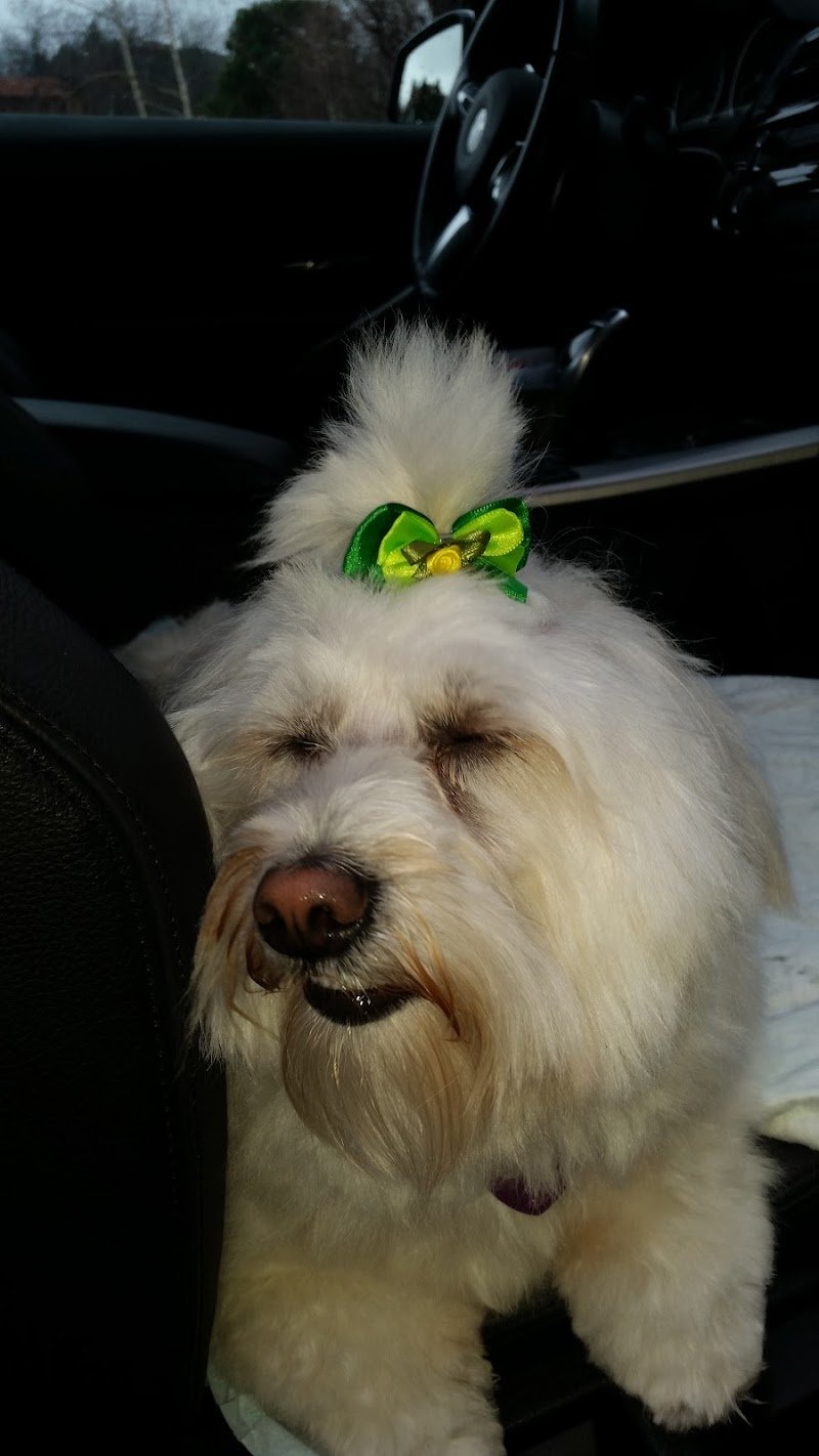 Qua la Zampa - Foto 4