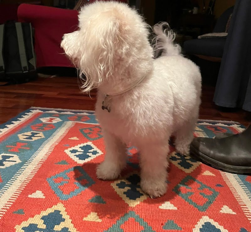 Qua la Zampa - Foto 5