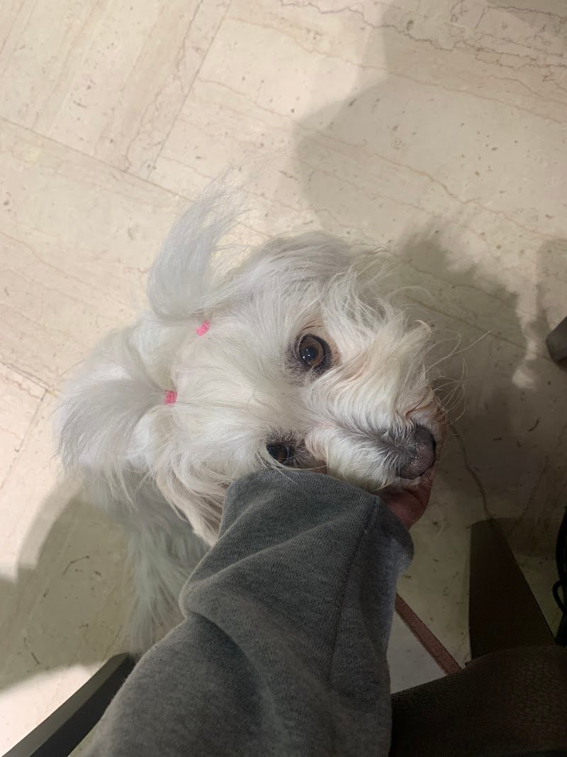 Qua la Zampa - Foto 6