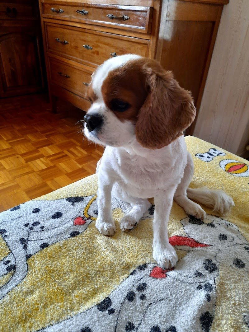 Quattro Zampe E Una Coda Di Patrizia Gennaro - Foto 2