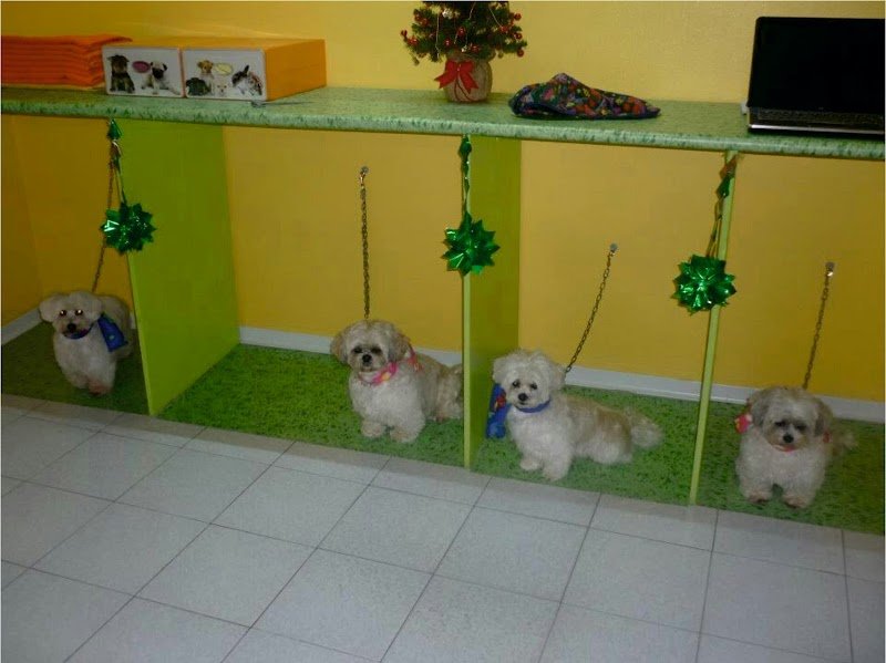 Quattro Zampe E Una Coda Di Patrizia Gennaro - Foto 5