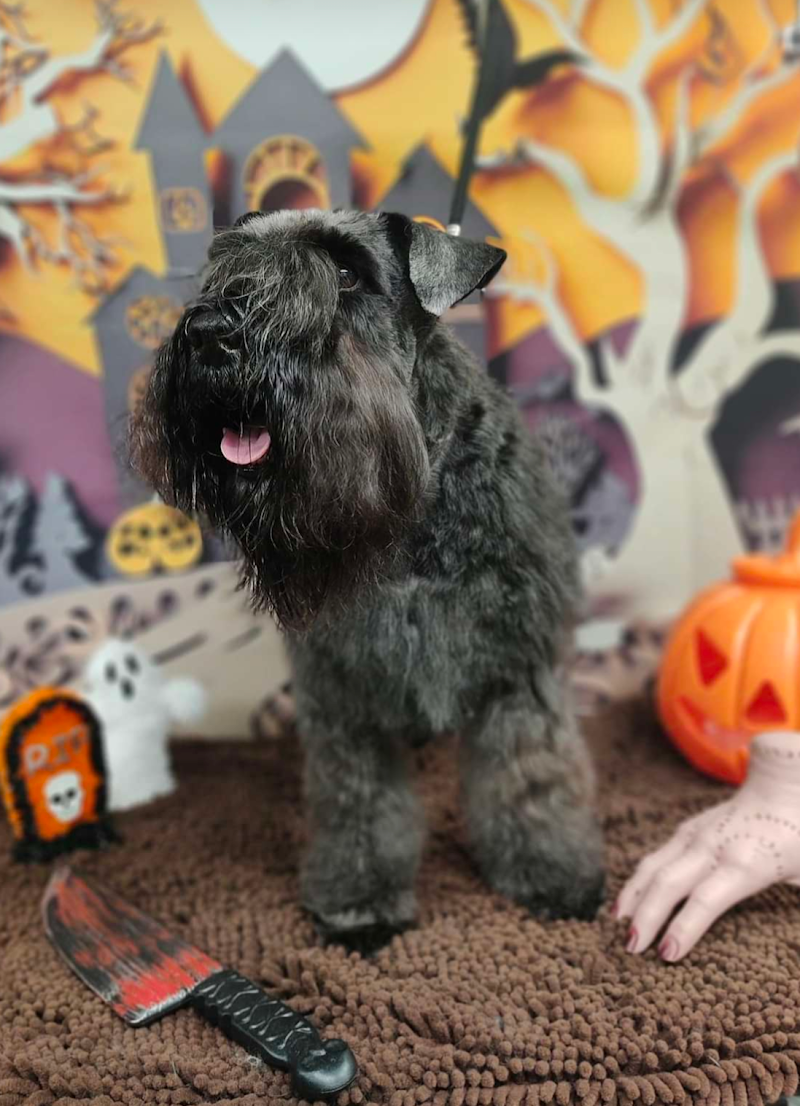 Quattro Zampe in bellezza - Foto 1