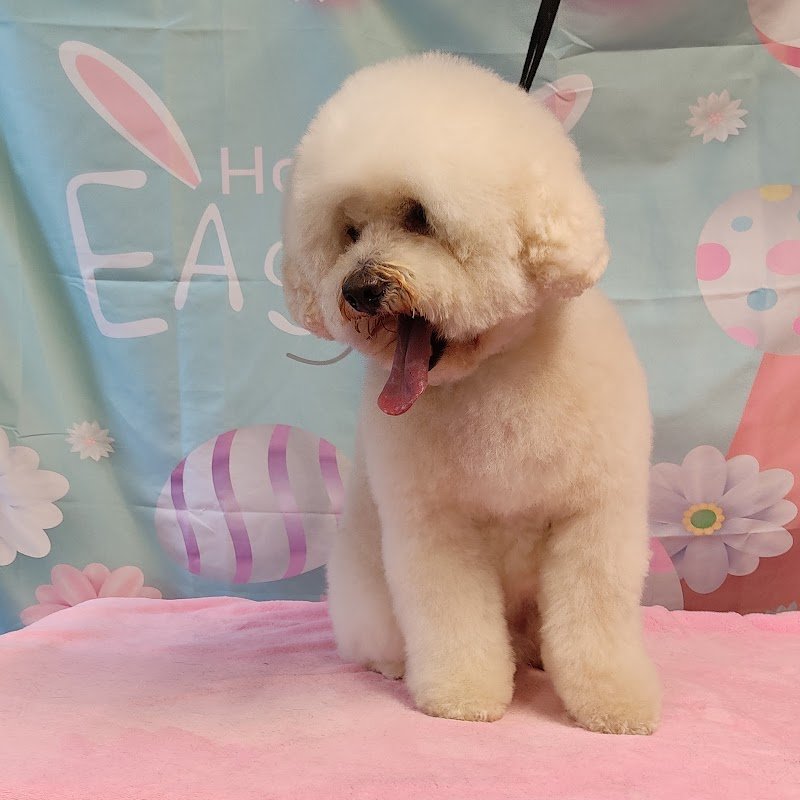 Quattro Zampe in bellezza - Foto 4