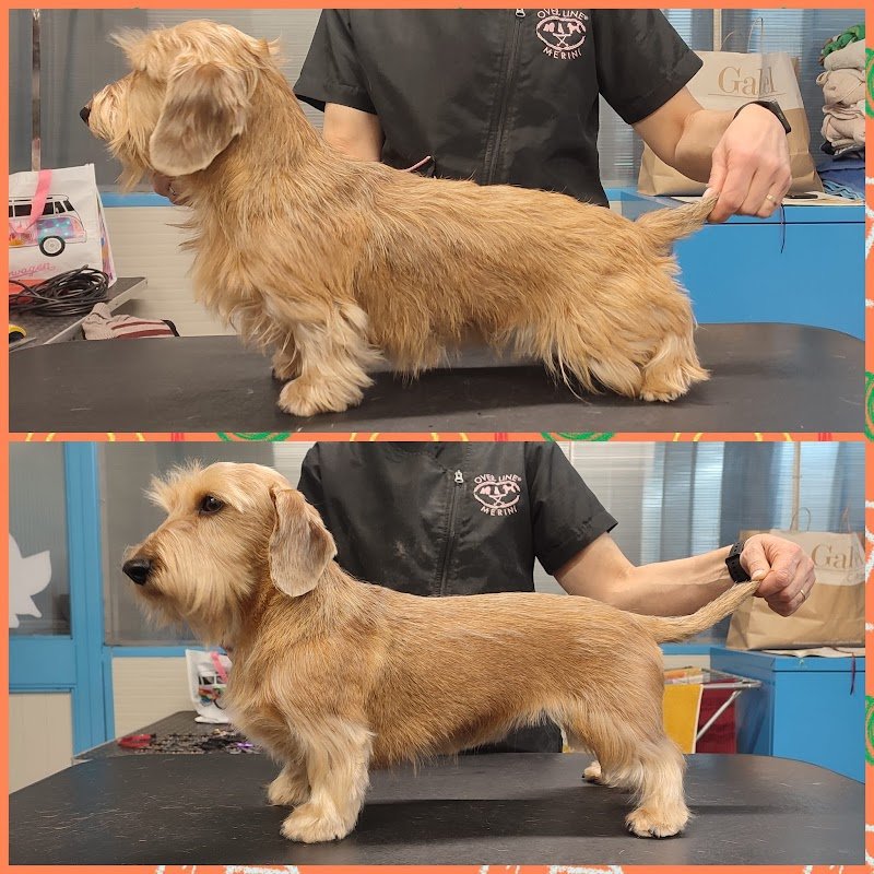 Quattro Zampe in bellezza - Foto 6