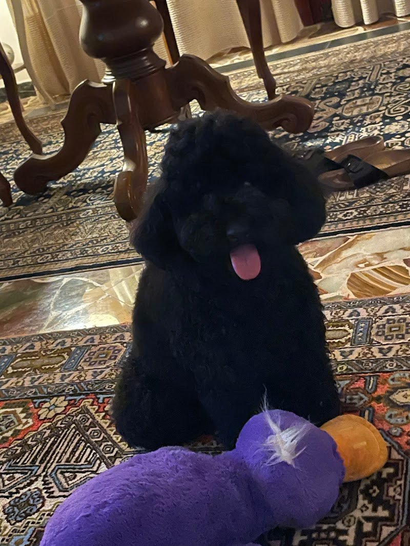 Quattrocalzini - Foto 2